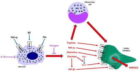 Mast Cells: Key Contributors to Cardiac Fibrosis