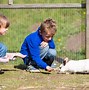 Image result for Feeding Wild Rabbits