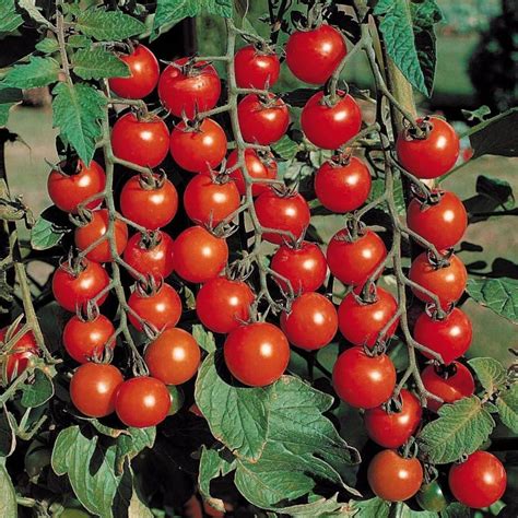 TRICONE SYNGENTA 6242 Tomato Seeds for Gardening 5 GM Seeds CV7 Seed ...