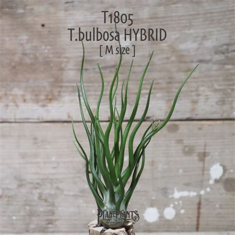 【送料無料】bulbosa HYBRID M〔エアプランツ〕現品発送T1805 | plane plants