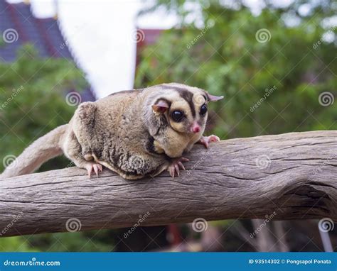 Petaurus breviceps. stock photo. Image of white, climb - 93514302