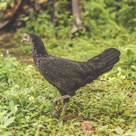 Inside the Rise of the Hmong Gang Menace Of Destruction (MOD) | by Just ...