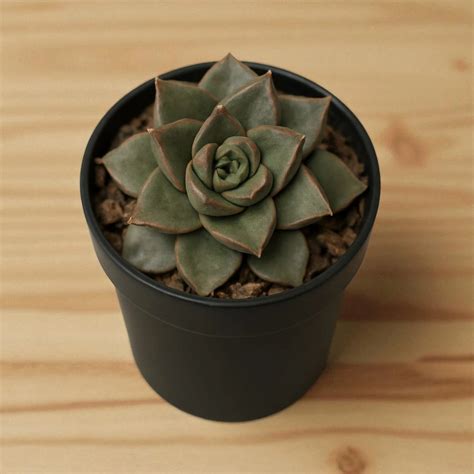 Buy Echeveria Dionysos Plant Online In India - Plant Orbit