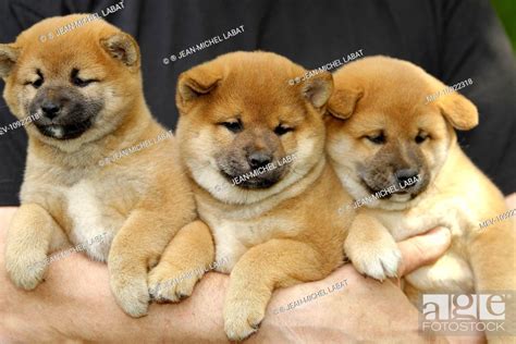 Dog - Shiba Inu puppies, Stock Photo, Picture And Rights Managed Image ...