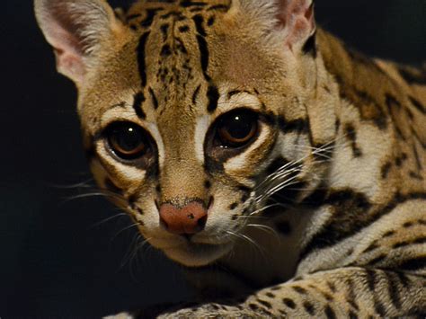 What does an ocelot eat? [2022] 🐬 | Animalia-life.club