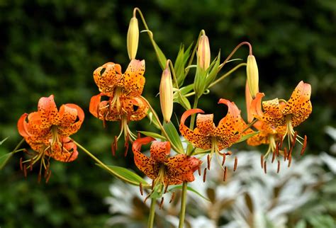 A Beginner's Guide to Turk's Cap Lily - The Plant Native