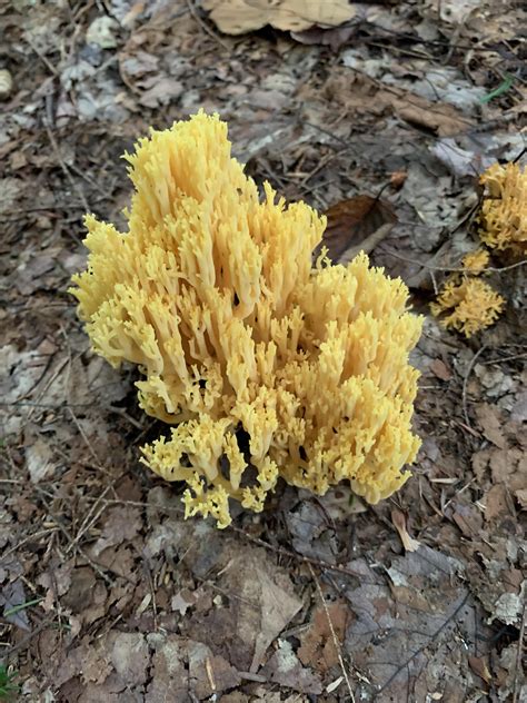 Are both of these coral fungus? Are they two different species? Gilead ...