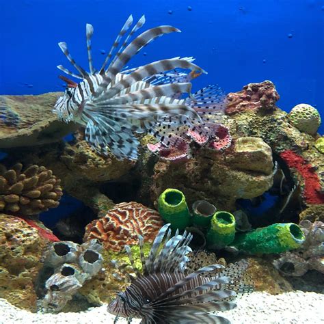 MANILA OCEAN PARK - All You Need to Know BEFORE You Go 2026 (with ...