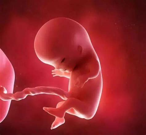 11周胎儿发育指标-11周孕妇的症状-孕妈之家