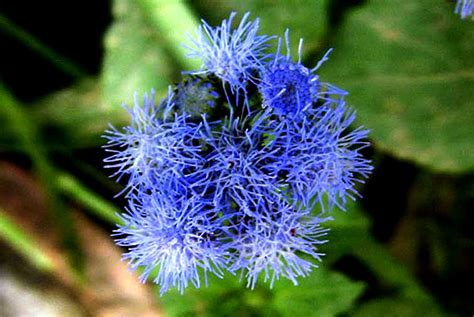 Flowers by Color- Blue, Purple, Violet, lavender, lilac, plum, indigo ...