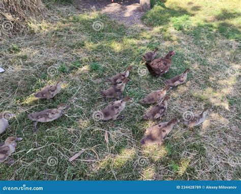 Image result for Ducklings Running