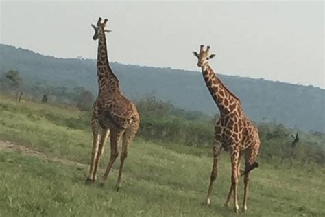 SEROMBA&SON TOUR RWANDA-UGANDA (2026) All You Need to Know BEFORE You ...
