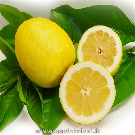 Pianta Di Limone Siracusano In Vaso 20 Cm - Albero Agrumi, Altezza 70 Cm, 2-3 Anni, Made In Italy