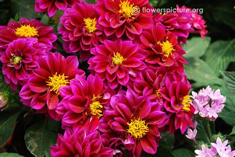 Dahlia varieties gallery