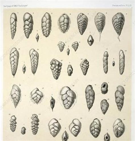 Image result for Empty Body Shell