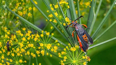 Do Bug Zappers Work on Mosquitoes? Utah Pest Control Insights