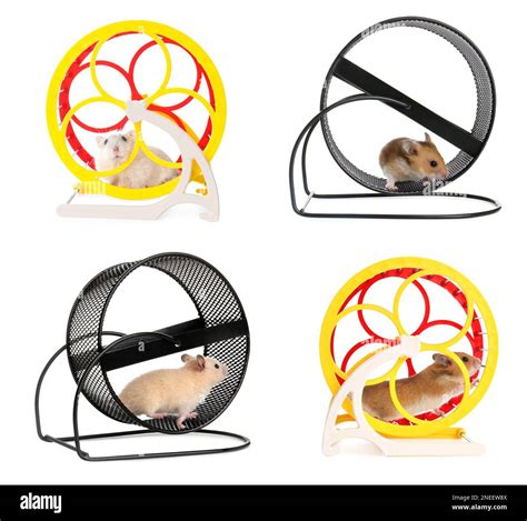 Mouse Running Wheel Gif