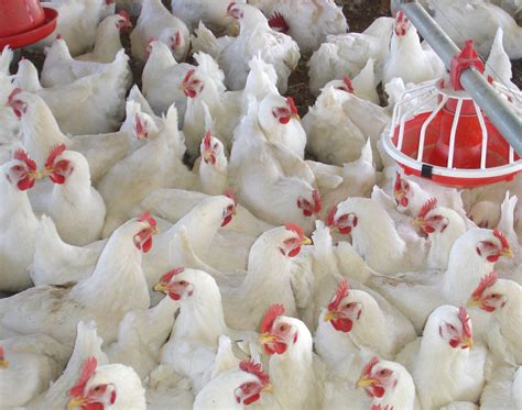 Poultry Consultancy | SLV Consultants