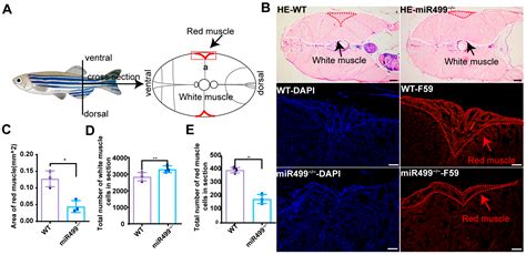 The Mutation of myomiR miR499 Impacts the Intermuscular Bones in Zebrafish