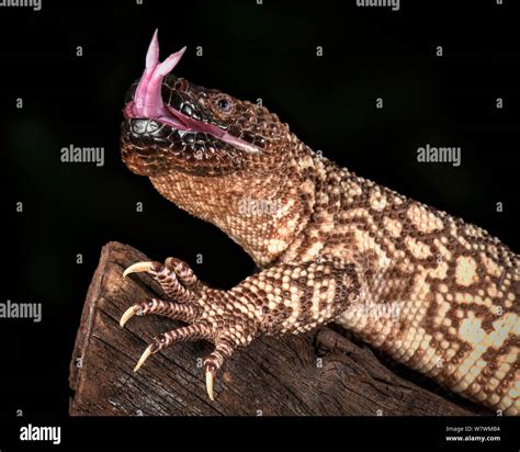 Mexican Beaded Lizard (Heloderma horridum) sensing with tongue, captive ...