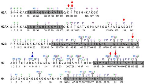 Implication of Posttranslational Histone Modifications in Nucleotide ...