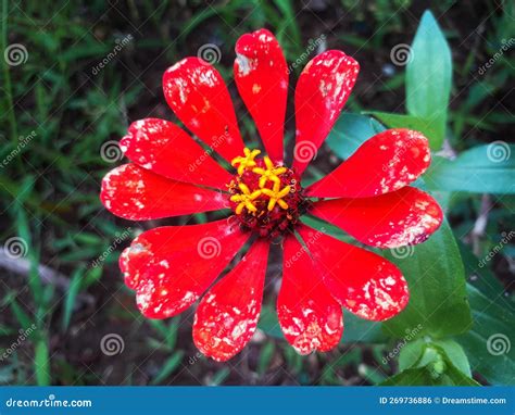 Zinnia Elegans Flowers are Blooming in the Garden Stock Photo - Image of blooming, elegant ...