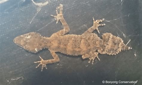 Southern Leaf-tailed Gecko