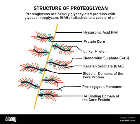 Structure of proteoglycans hi-res stock photography and images - Alamy