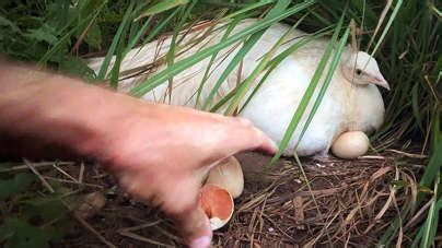 I can't believe our peahen is hatching! 🦚