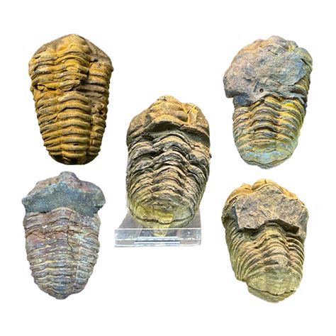 Trilobite (Per Piece) – CrystalCaveIndia