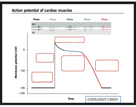 Action Potential of Cardiac Muscle Quiz