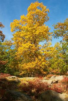 Yellow Tree Image by 20081012 0354 Yellow Tree Yellow Tree Image