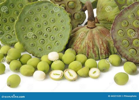 Lotus seed pods stock image. Image of green, vegetable - 44321539