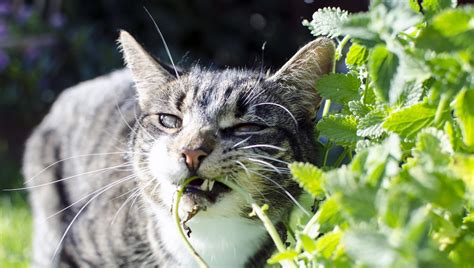 Why do cats love catnip? | ManyPets