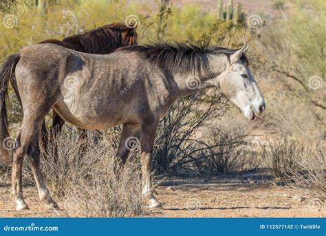 Beautiful Wild Horse in the Arizona Desert Stock Photo - Image of herd ...