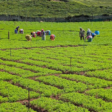 LA MAISON (Kotagiri, Tamil Nadu) - Guesthouse Reviews & Photos ...