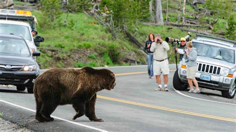 Tourism Study Says Each Grizzly Worth About $50,000 A Year To ...