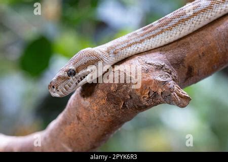Image result for Bredli Carpet Python