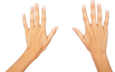 How to Draw a Front View of Hand 的图像结果