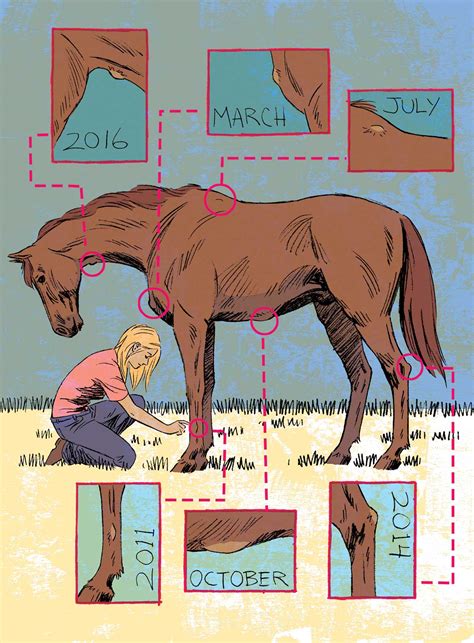 Lumps and bumps on horses: When to call the vet