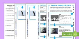 Life Cycle of an Emperor Penguin Fact File