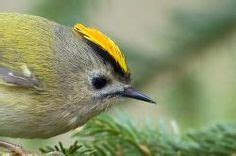 Image result for Formosan Firecrest