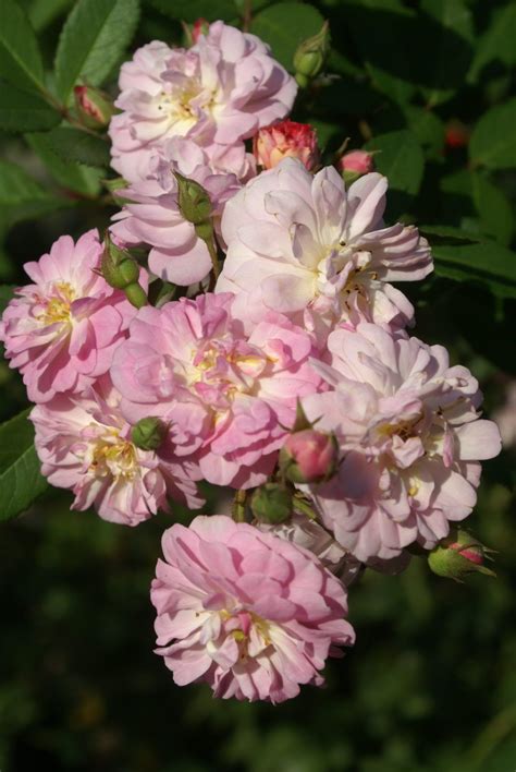 Perfumed Breeze - Ludwig's Roses | Rose, Rose varieties, Most beautiful ...