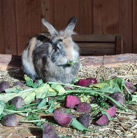 Ostern im Tierpark Ueckermünde , Chausseestraße 76, 17373 Ueckermünde ...