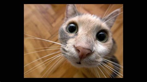 [200+] Funny Cat Pictures | Wallpapers.com