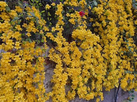 Ourplant Live pink scented creeper rose Plant with pot : Amazon.in ...