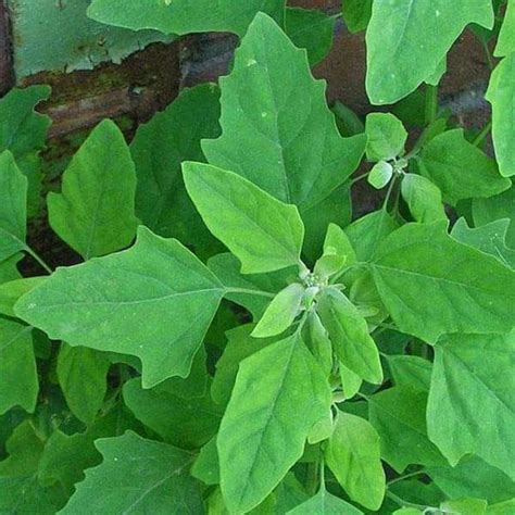 15 Easiest Vegetables to Grow in container | Nurserylive
