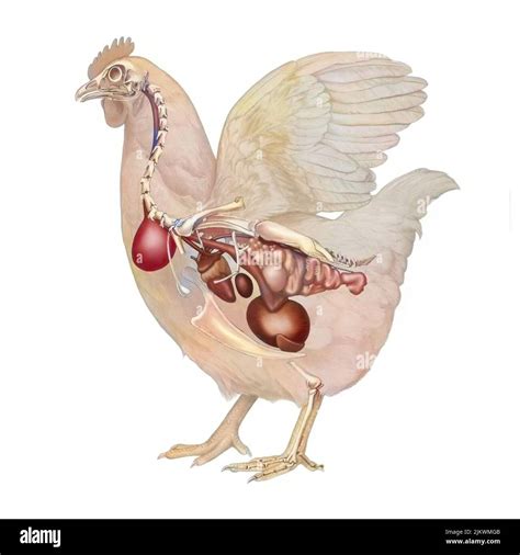 Image result for Bird Digestive System