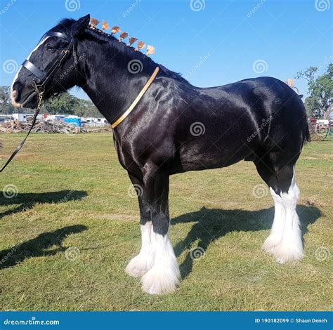 White Clydesdale Horse Feet Shire Horse Wikipedia