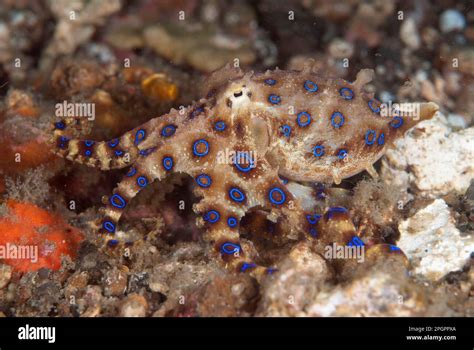 Image result for Blue-Ringed Octopus Size